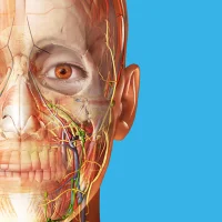 Atlas der Humananatomie 2026
